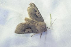 Acerra normalis