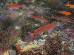 Pseudanthias cooperi