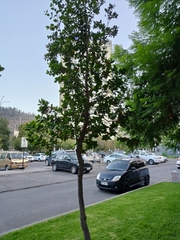 Beilschmiedia miersii