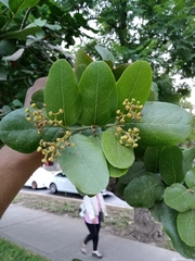 Beilschmiedia miersii