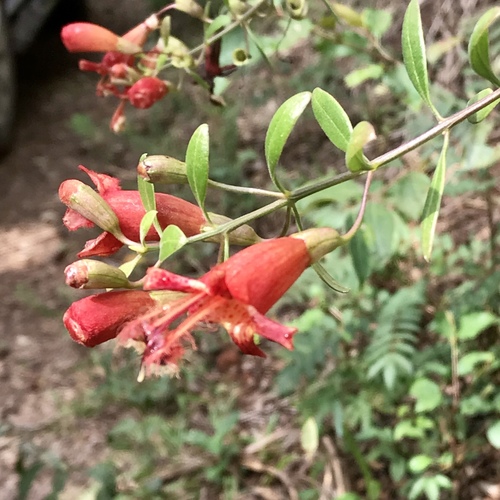 Esterhazya splendida (Esterhazya splendida)