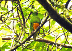 Ptilinopus iozonus humeralis