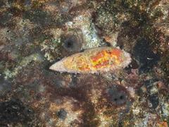 Mitra papalis