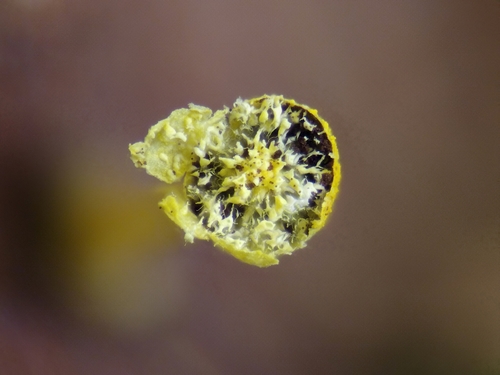 Representative image of Craterium aureum