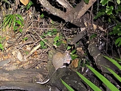 Uromys caudimaculatus