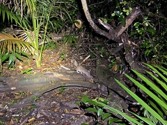 Uromys caudimaculatus