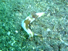 Nembrotha