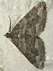 Perizoma custodiata