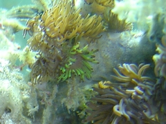 Acrozoanthus australiae