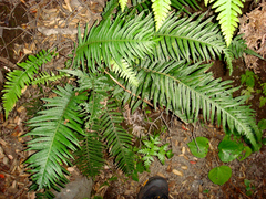 Blechnum kermadecense