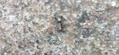 Naubolus