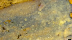 Radulomyces confluens