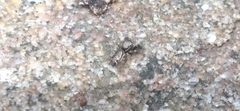 Naubolus