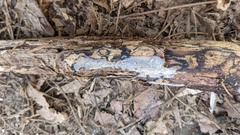 Radulomyces confluens