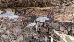 Radulomyces confluens