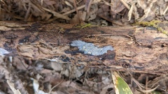 Radulomyces confluens