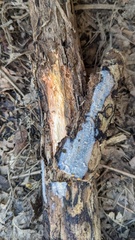 Radulomyces confluens