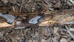 Radulomyces confluens