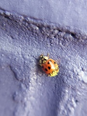 Hesperomyces harmoniae