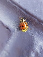 Hesperomyces harmoniae