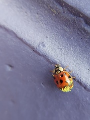 Hesperomyces harmoniae