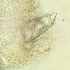 Radulomyces confluens