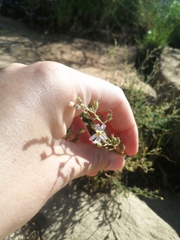 Jamesbrittenia filicaulis