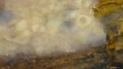 Radulomyces confluens