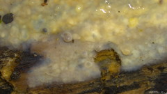 Radulomyces confluens