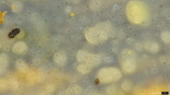 Radulomyces confluens