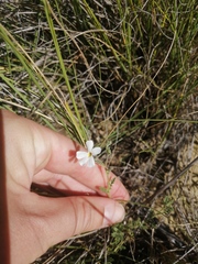 Jamesbrittenia filicaulis