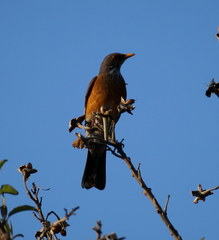 Turdus rufopalliatus
