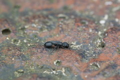 Cataulacus granulatus