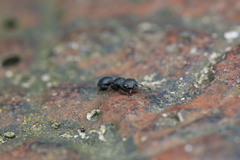 Cataulacus granulatus