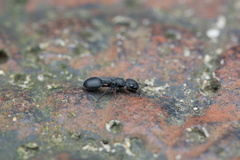 Cataulacus granulatus