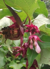 Leycesteria formosa