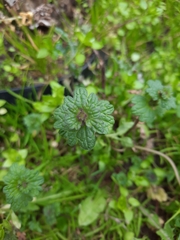 Lamium amplexicaule