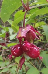Leycesteria formosa