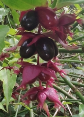Leycesteria formosa