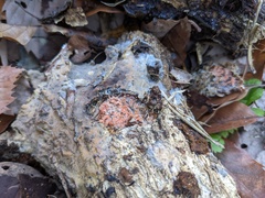 Radulomyces confluens