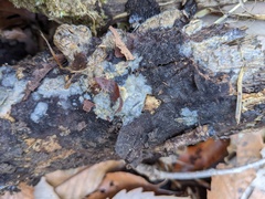 Radulomyces confluens