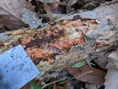 Radulomyces confluens