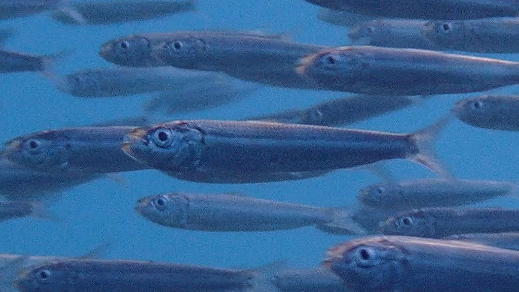 Round Sardinella