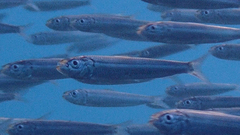 Round Sardinella photo 1