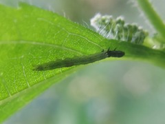 Lepidoptera