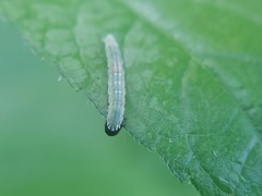Lepidoptera