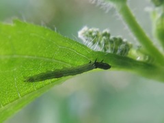 Lepidoptera
