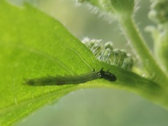 Lepidoptera
