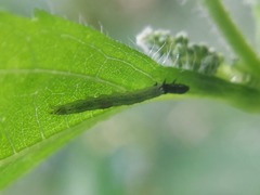 Lepidoptera