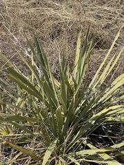 Yucca pallida